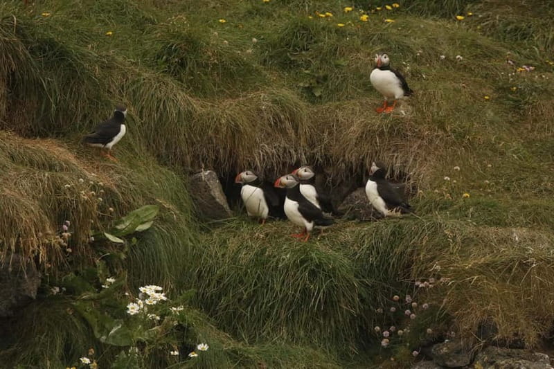 Reykjavik: Whale and Puffin Watching RIB Boat Tour - Searching for whales, dolphins, and porpoises