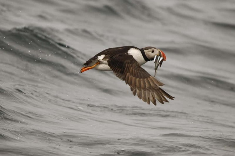 Reykjavik: Whale and Puffin Watching RIB Boat Tour - The guide’s role makes the difference