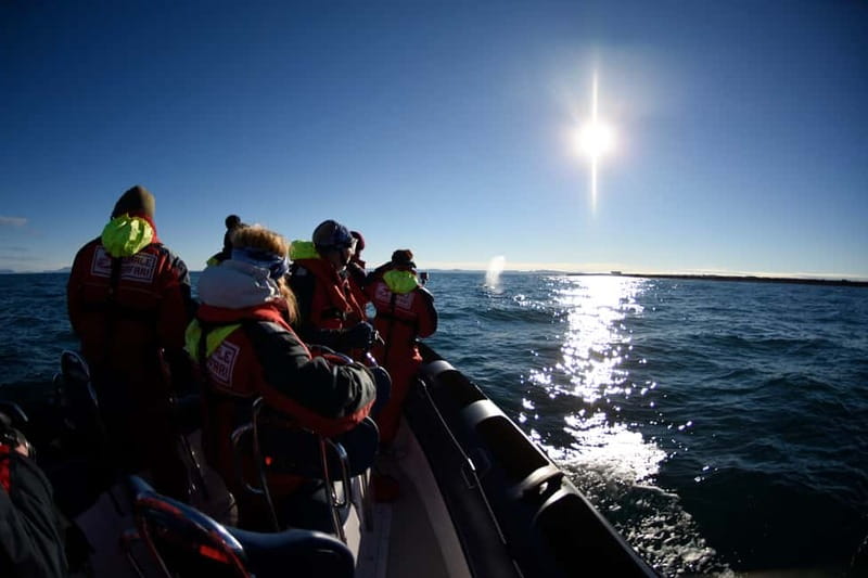 Reykjavik: Whale and Puffin Watching RIB Boat Tour - Cold-weather gear and what you should wear