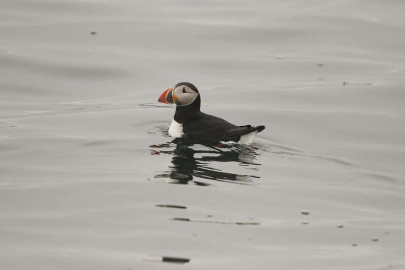 Reykjavik: Whale and Puffin Watching RIB Boat Tour - What the two-hour timing means