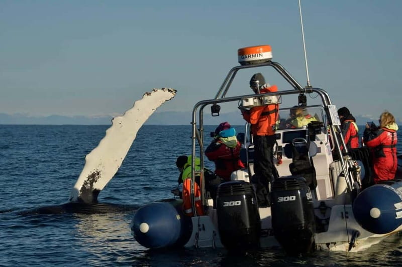 Reykjavik: Whale and Puffin Watching RIB Boat Tour - Who will enjoy this most?