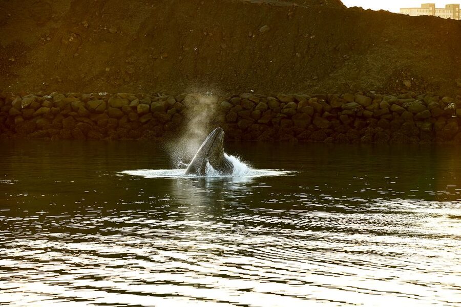 Reykjavik: Whale & Marine Adventure Tour - What the boat experience is really like