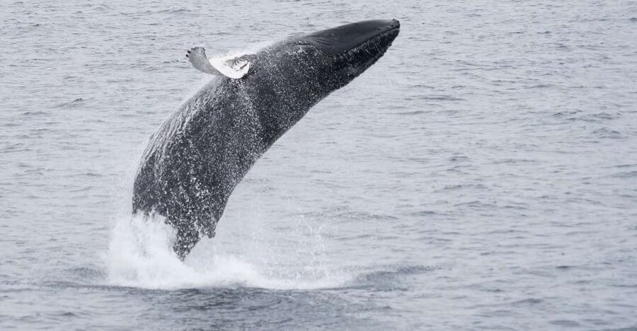 Reykjavik: Whale & Marine Adventure Tour - Whale sightings near the coast