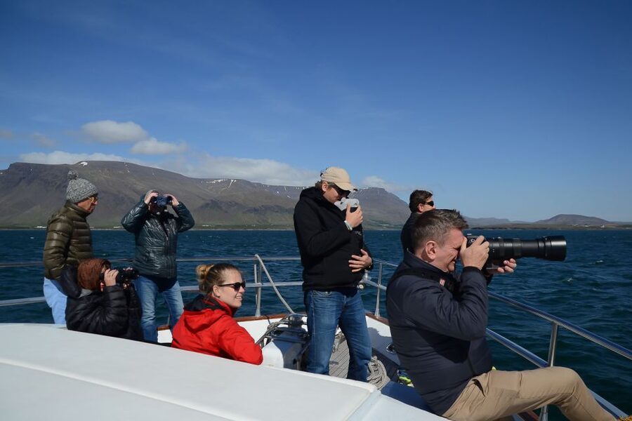 Reykjavik: Whale Watching and Dolphin Watching Yacht Cruise - My verdict on Harpa Yachts