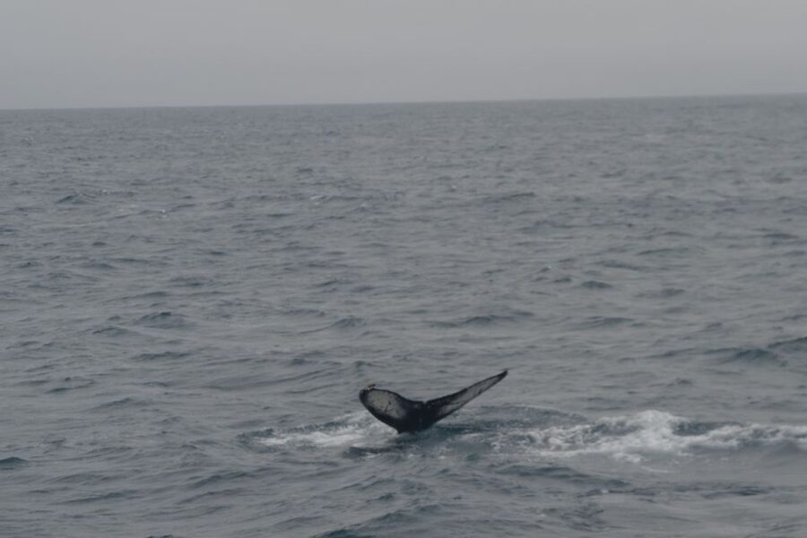 Reykjavik: Whale Watching and Dolphin Watching Yacht Cruise - The first search: watching the sea for a telltale blow