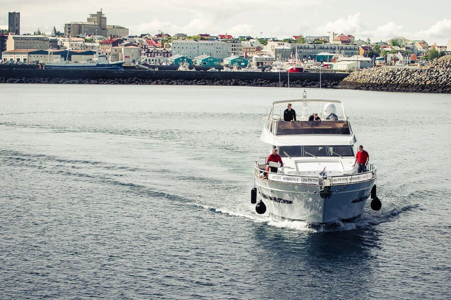 Reykjavik: Whale Watching and Dolphin Watching Yacht Cruise - Dolphins, porpoises, seals, and Icelandic seabirds