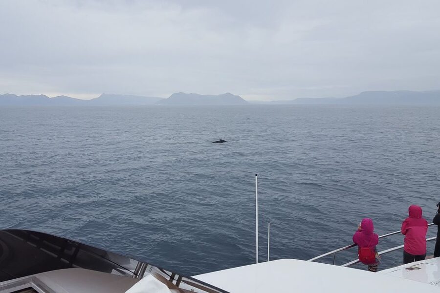 Reykjavik: Whale Watching and Dolphin Watching Yacht Cruise - Summer wildlife and winter whale watching