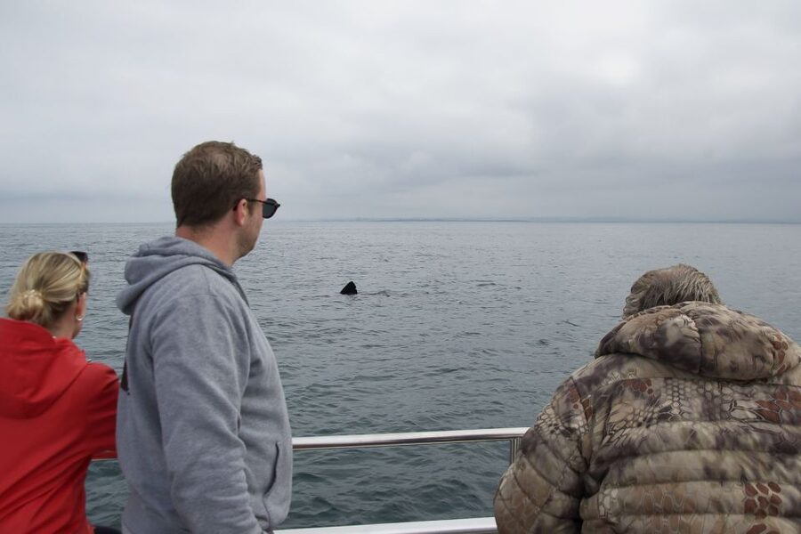 Reykjavik: Whale Watching and Dolphin Watching Yacht Cruise - Three hours aboard a yacht, not a large ferry