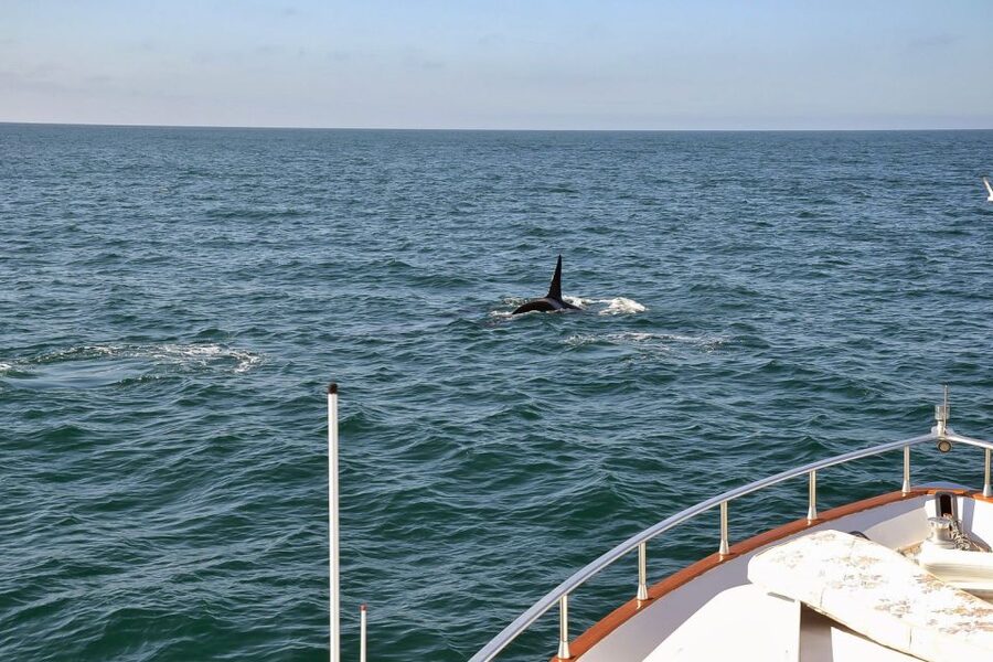 Reykjavik: Whale Watching and Dolphin Watching Yacht Cruise - A respectful way to watch wild animals