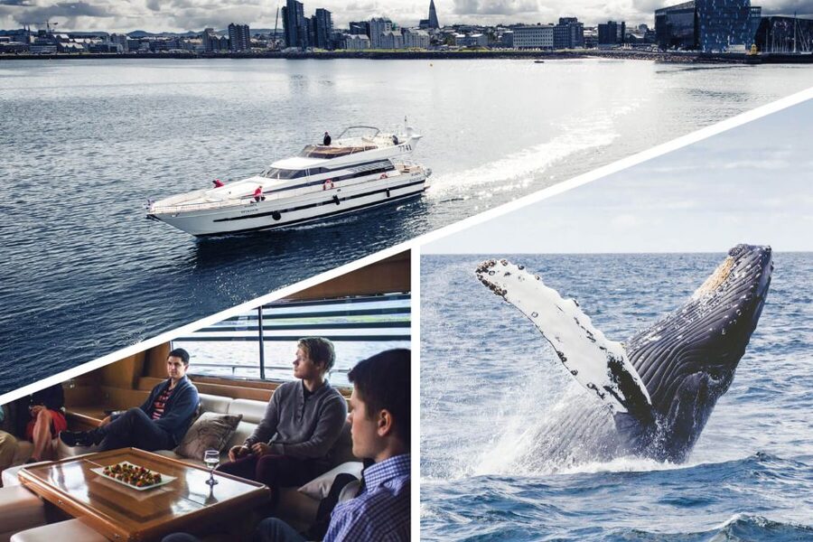 Reykjavik: Whale Watching and Dolphin Watching Yacht Cruise - Is $106 a fair price for three hours?