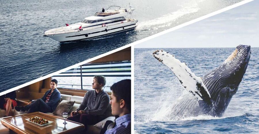 Reykjavik: Whale Watching and Dolphin Watching Yacht Cruise - Humpbacks, minke whales, and the occasional dramatic breach