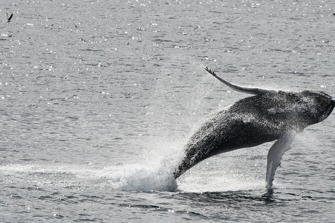 Reykjavik Whale Watching and Lava Show - Key points to know before booking