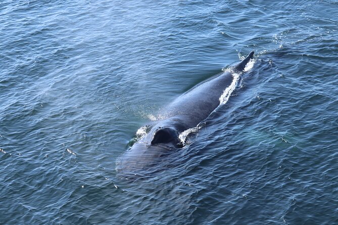 Reykjavik Whale Watching and Lava Show - Why this pairing works in Reykjavik