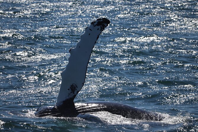 Reykjavik Whale Watching and Lava Show - Sailing toward Kollafjörður