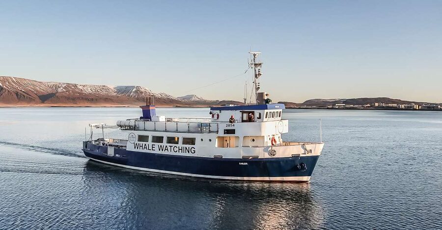 Reykjavík: Whale Watching and Marine Life Cruise - Key points to know before booking