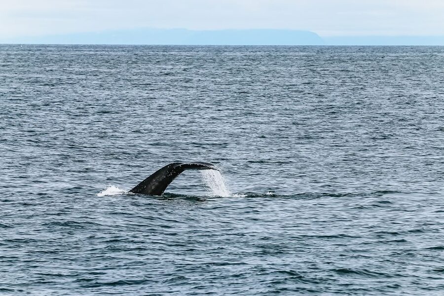 Reykjavík: Whale Watching and Marine Life Cruise - A wildlife trip with responsible practices