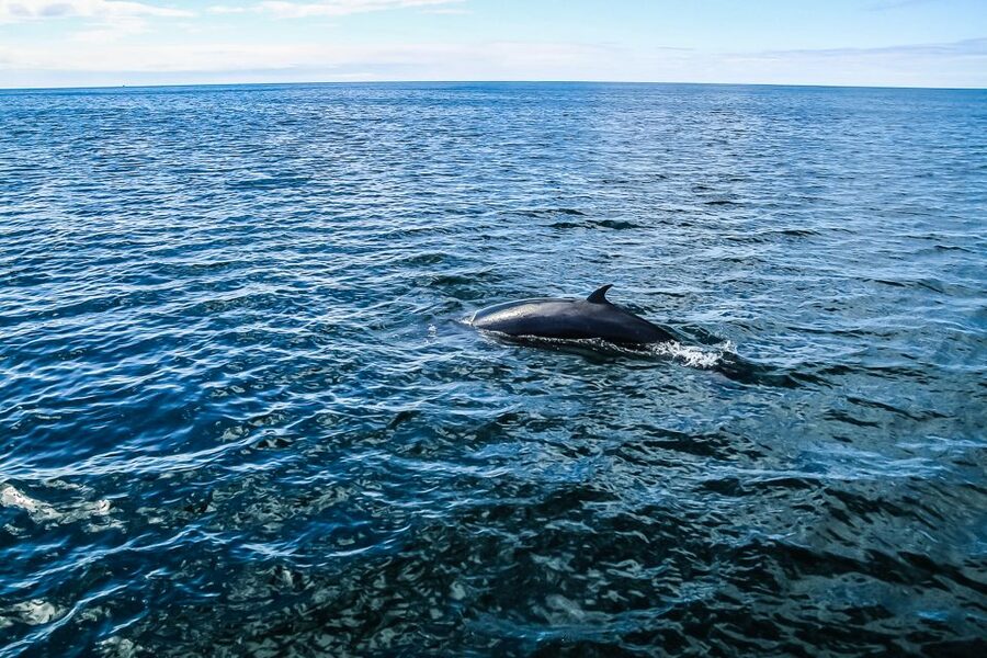 Reykjavík: Whale Watching and Marine Life Cruise - What the $87 price gets you
