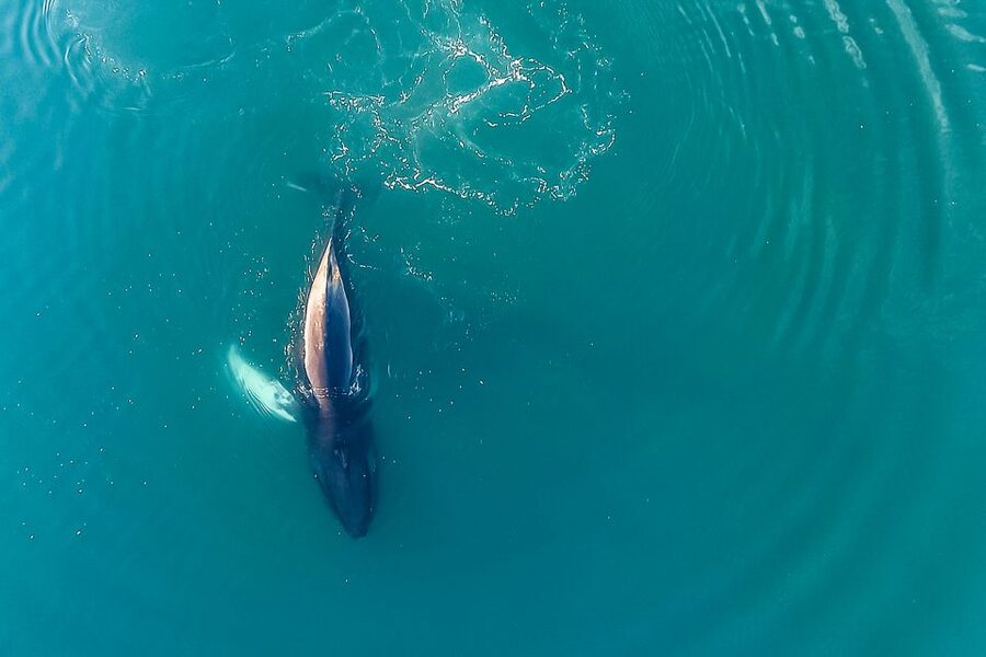 Reykjavík: Whale Watching and Marine Life Cruise - Who will enjoy this cruise most