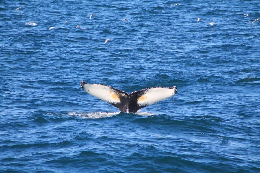 Reykjavik: Whale Watching and Puffin Excursion - Should you book the Reykjavik whale and puffin combo?