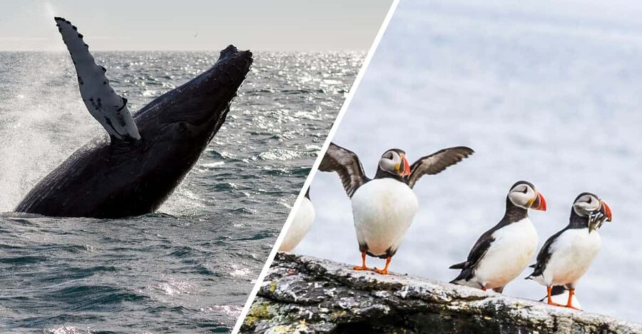Reykjavik: Whale Watching and Puffin Excursion - From Geirsgata 11 to the open Atlantic
