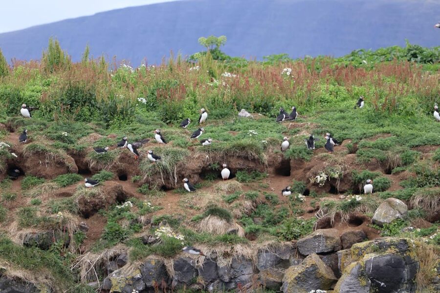 Reykjavik: Whale Watching and Puffin Excursion - The smaller boat and Reykjavik’s puffin islands