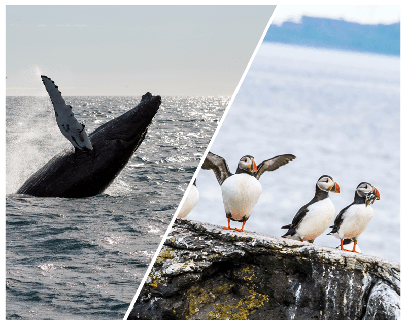 Reykjavik: Whale Watching and Puffin Excursion - Choosing between the morning and afternoon combinations