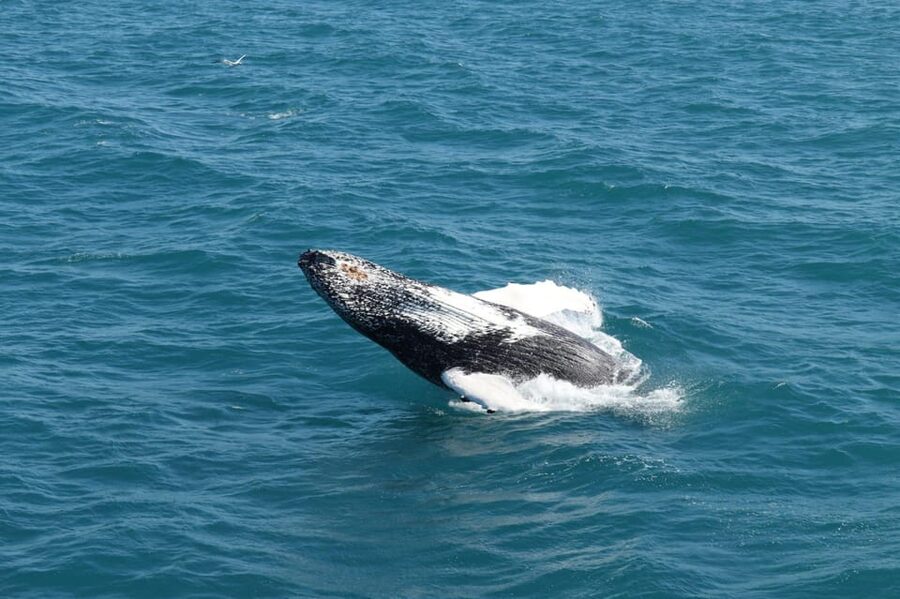 Reykjavik: Whale Watching and Puffin Excursion - Guides, wildlife explanations, and onboard comfort