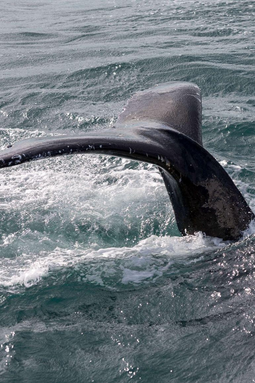 Reykjavik: Whale Watching and Puffin Excursion - Who should book this wildlife day?
