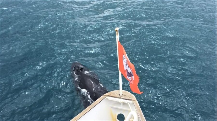 Reykjavik: Whale Watching and Puffin Excursion - Practical tips for a smoother trip