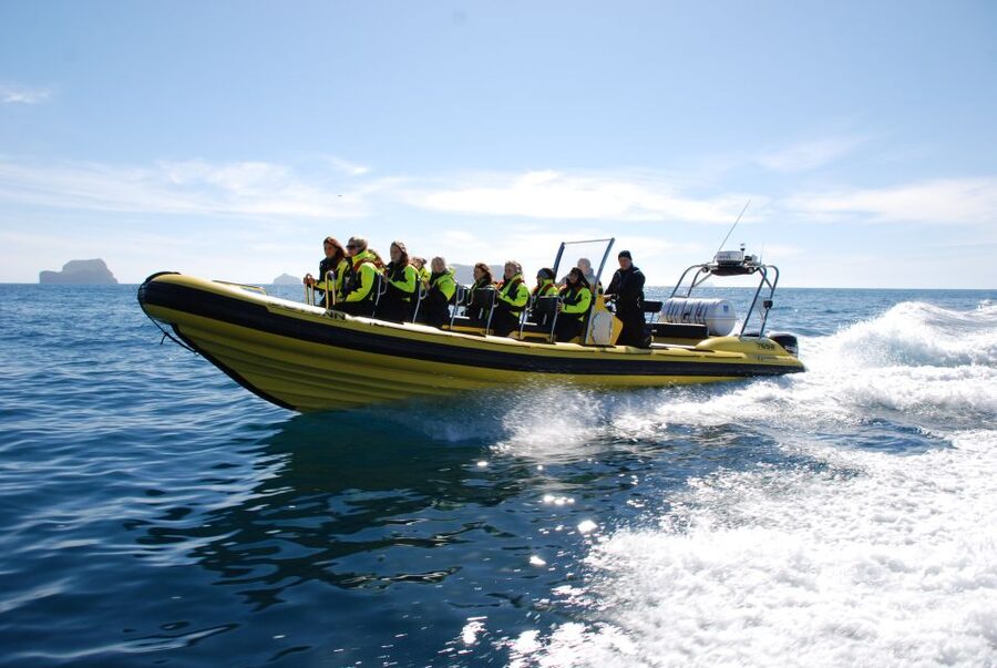 Reykjavik: Whale Watching by RIB Speedboat - Booking details worth knowing