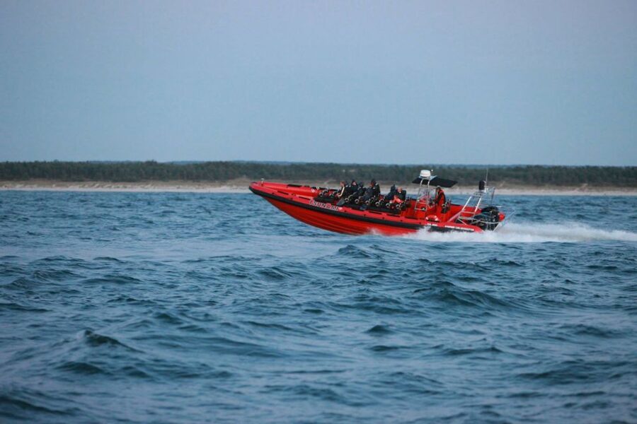 Reykjavik: Whale Watching by RIB Speedboat - What you might see in different seasons