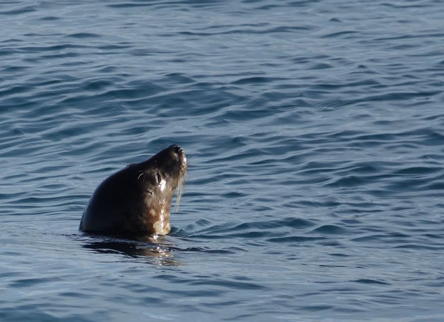 Reykjavik: Whale Watching by RIB Speedboat - The guides and the quality of the outing