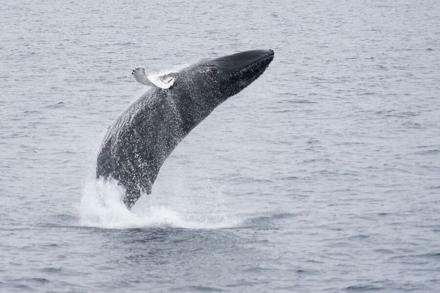 Reykjavik: Whale Watching by RIB Speedboat - Weather, cancellation, and comfort on the water