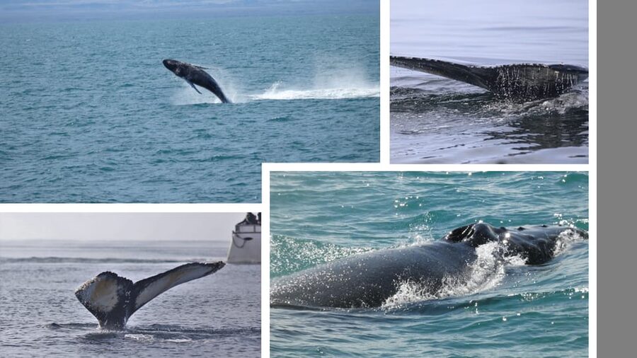 Reykjavík: Whale Watching Cruise and FlyOver Combo Ticket - What the whale watching cruise actually offers
