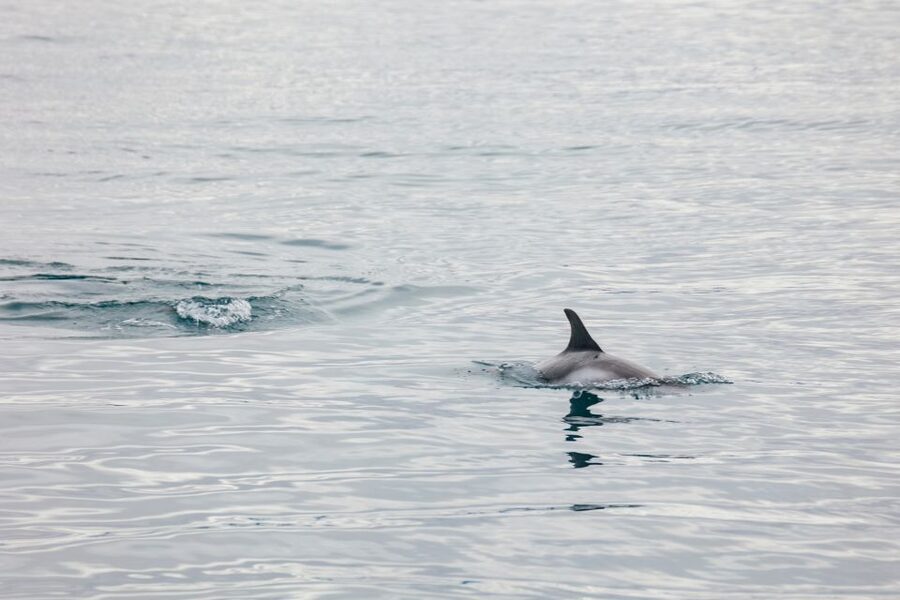 Reykjavík: Whale Watching Cruise on the Amelia Rose Yacht - Who will enjoy this cruise most?