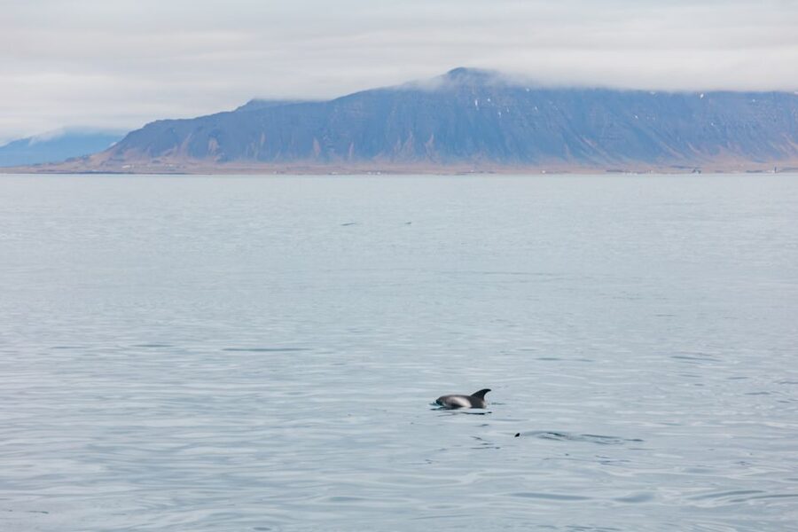 Reykjavík: Whale Watching Cruise on the Amelia Rose Yacht - How the three decks change the experience