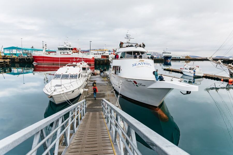 Reykjavík: Whale Watching Cruise on the Amelia Rose Yacht - Watching wildlife without chasing the moment