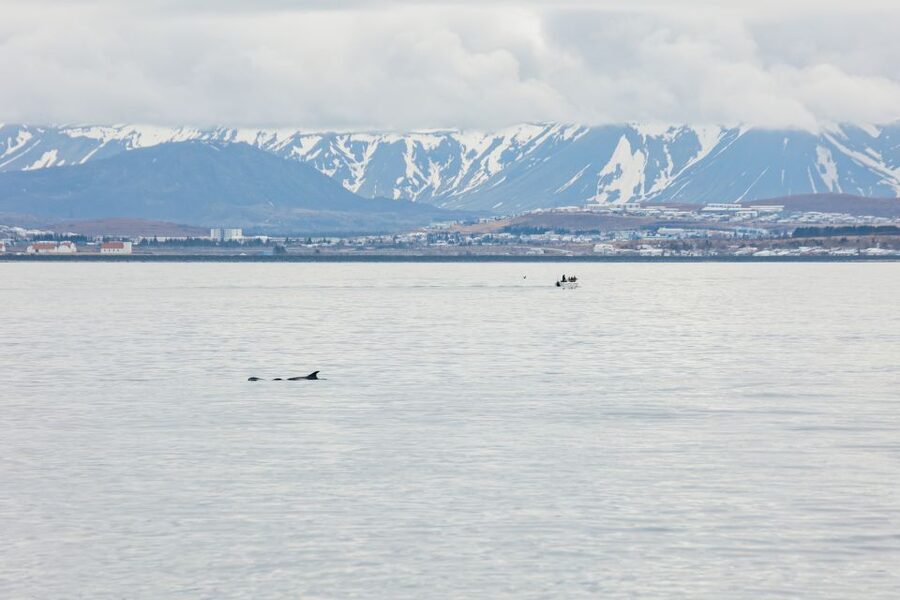 Reykjavík: Whale Watching Cruise on the Amelia Rose Yacht - Is $107 a fair price?