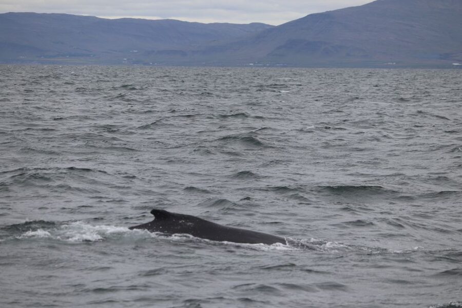 Reykjavik: Whale Watching Excursion & Whale Exhibition - Key points at a glance