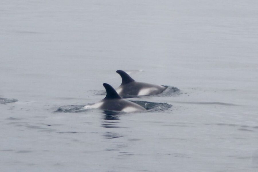 Reykjavik: Whale Watching Excursion & Whale Exhibition - Should you book it?