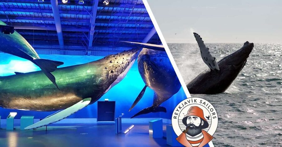Reykjavik: Whale Watching Excursion & Whale Exhibition - Leaving Geirsgata 11 for Faxaflói Bay