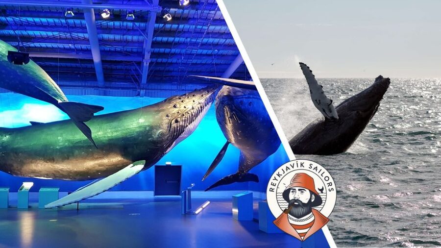 Reykjavik: Whale Watching Excursion & Whale Exhibition - Cold weather, rough water, and seasickness