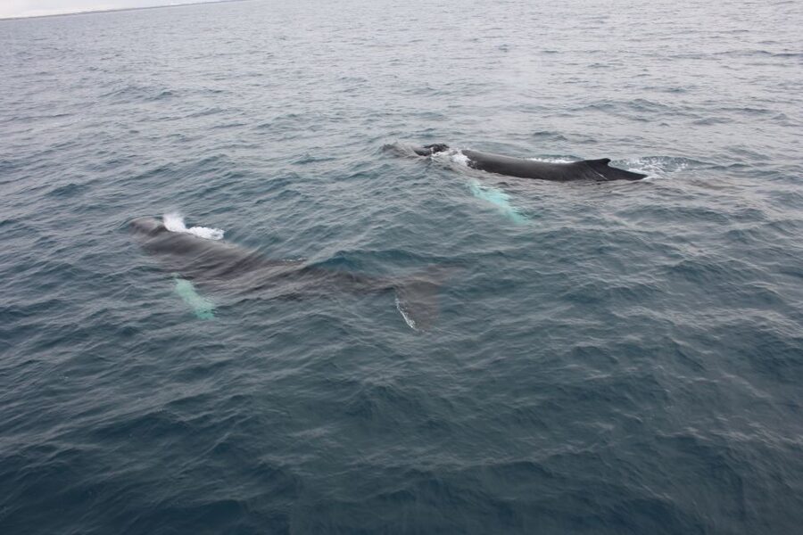 Reykjavik: Whale Watching Excursion & Whale Exhibition - The Whales of Iceland exhibition