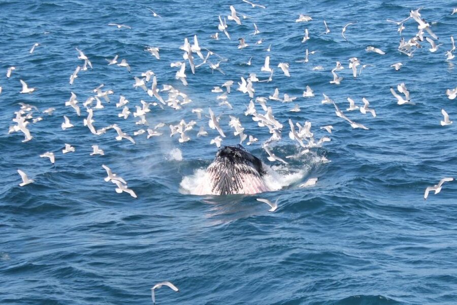Reykjavik: Whale Watching Excursion & Whale Exhibition - How the two parts work together