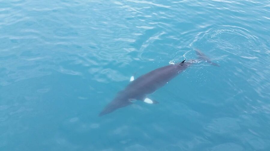 Reykjavik: Whale Watching Excursion & Whale Exhibition - Useful details before you go