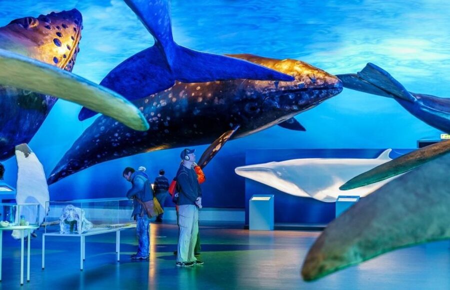 Reykjavik: Whale Watching Excursion & Whale Exhibition - Three hours searching the Icelandic coast