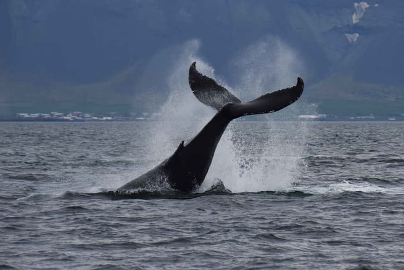 Reykjavik: Whale Watching Express - Key points at a glance