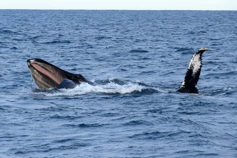 Reykjavik: Whale Watching Express - The 20 to 30 minute run to the search area