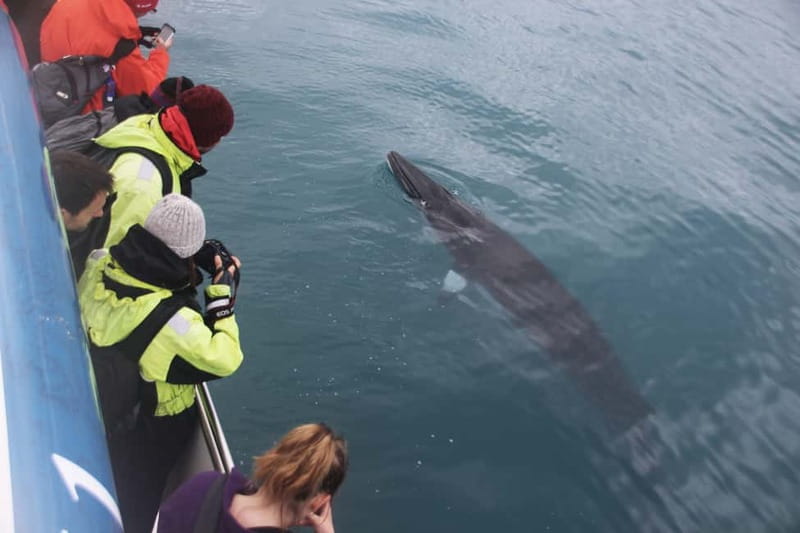 Reykjavik: Whale Watching Express - Minke whales, dolphins, porpoises, and seabirds