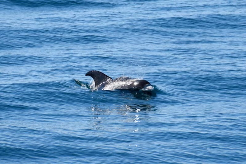 Reykjavik: Whale Watching Express - Warm overalls, sea spray, and motion